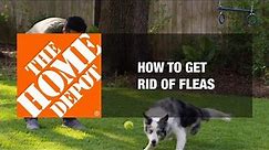 How to Get Rid of Fleas 🐶 | The Home Depot