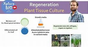 What is regeneration in plant tissue culture ? Importance of regeneration. Basis of regeneration.