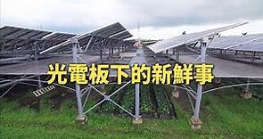 【太陽光電】農電共生系列｜光電板下的新鮮事 (我們的島 931集 2017-11-20)