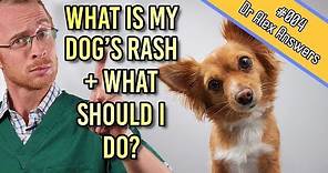 What Is Causing My Dog's Skin Rash?- Dog Health Vet Advice