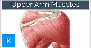 Muscles of the upper arm and shoulder blade - Human Anatomy | Kenhub