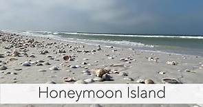 Honeymoon Island State Park. I found the coolest beach treasures!