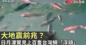 大地震前兆？日月潭驚見上百隻台灣鯛「浮頭」（民眾莊涼火提供） - 自由電子報影音頻道