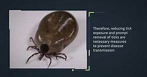 The Life Cycle of a Tick
