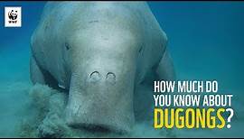 7 Facts About Dugongs | WWF-Australia