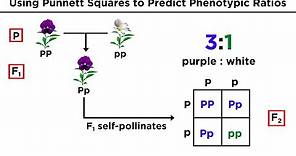 Mendelian Genetics and Punnett Squares