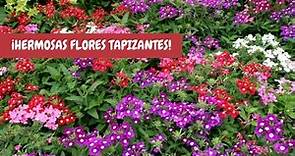 Alfombrilla planta cuidados | Verbena de ornato | ¡Hermosas flores rastreras de jardín!