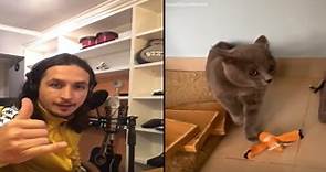 音樂家將貓叫聲改編成魔性洗腦歌 網驚艷：聽一次就記得！ | 寵毛網 | NOWnews今日新聞