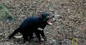 Bite of the Tasmanian Devil | National Geographic