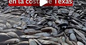 BBC News Mundo on Instagram: "A lo largo de la costa del Golfo de Texas, miles de peces muertos han aparecido en la arena. Los expertos en la región explican que una combinación de factores ambientales desencadenó la muerte masiva. #Peces #Océano #Naturaleza #MedioAmbiente #Texas #EEUU #BBCMundo"
