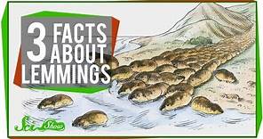 3 Facts About Lemmings