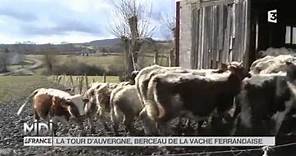 ANIMAUX : La Tour d'Auvergne, berceau de la vache Ferrandaise