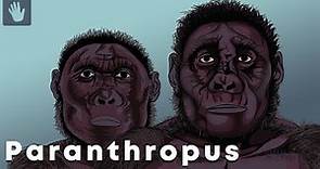 Paranthropus Evolution