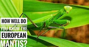 European mantis || Description, Characteristics and Facts!