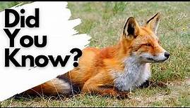 Things you need to know about RED FOXES!