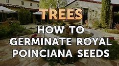 How to Germinate Royal Poinciana Seeds