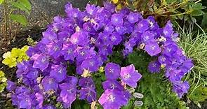 Blue & White Clips Bell Flowers (Campanula Carpatica) In Blooms -July