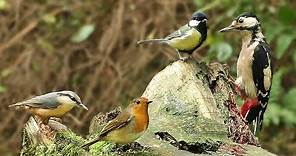 Bird Sounds Spectacular : 8 HOURS of Beautiful British Birds