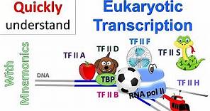 Eukaryotic Transcription