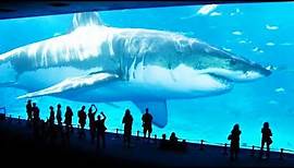 10 größten Haie auf der Welt!