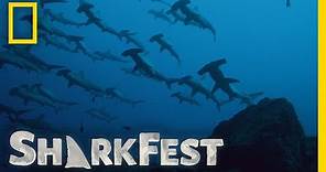 Why Do Sharks Swarm? | SharkFest