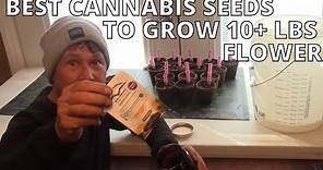 Use these Cannabis Seeds to Grow 10+ Pounds of Flower + Bed Prep