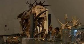 Royal Ontario Museum reopens to the public