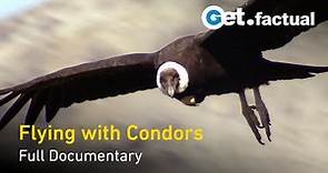 Flying With Condors - Full Documentary