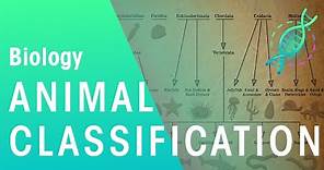 Animal Classification | Evolution | Biology | FuseSchool