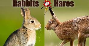 Rabbits VS Hares: The Differences!