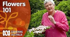 Flowers 101 — An introduction to identifying plants by their inflorescence | Gardening Australia