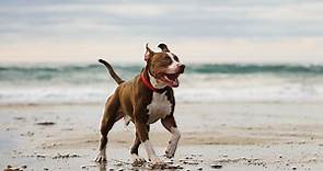 15 Dog-Friendly Beaches Your Pooch Will Love