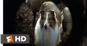 Lassie (8/9) Movie CLIP - They Are Not Your Sheep (1994) HD