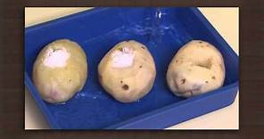 Potato experiment | Osmosis | Biology
