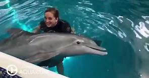 Playtime with Winter the Dolphin