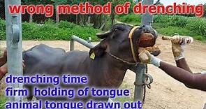 severe drenching(aspiration)pneumonia in cattle how vetRX saved/correct method drenching in animal