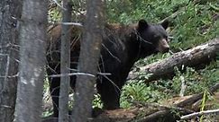 Bear attacks woman in backyard of Colorado home
