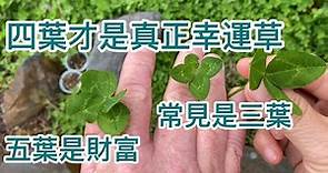 33 幸運草的傳說：你看過真正的幸運草🍀嗎？四葉才是真正幸運喔！four-leaf clover
