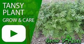 Tansy plant - grow & care (Tanacetum vulgare)