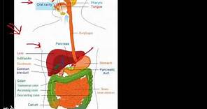 Overview of the Gastrointestinal System