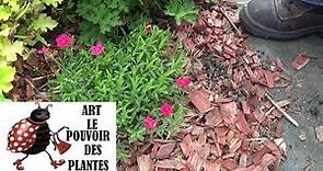 Tuto jardinage: Dianthus deltoïdes (œillet) Taille et entretien :Plante vivace