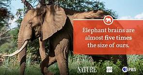 Elephant Fact Sheet