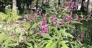 Ironweed (Vernonia) - A large plant with as much to offer