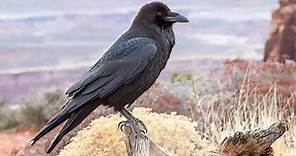 Common Raven Identification, All About Birds, Cornell Lab of Ornithology