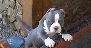 AMERICAN BULLY POCKET PUPPIES FOR SALE