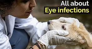 Causes and symptoms of common eye infections | Eye infections in dogs | Conjunctivitis in dogs