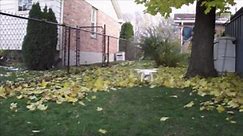 This might be genius: Drone replaces leaf blower to clean up yard