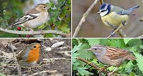 Identify Your Garden Birds - 20 UK Birds with Songs and Calls