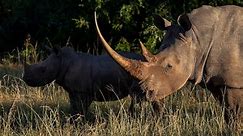 Rhino relocation effort seeks to save threatened species