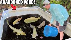 Abandoned Fish FOUND Living in BLACK MUD POND!